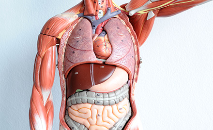Read more about the article Human Anatomy and Physiology Course Video